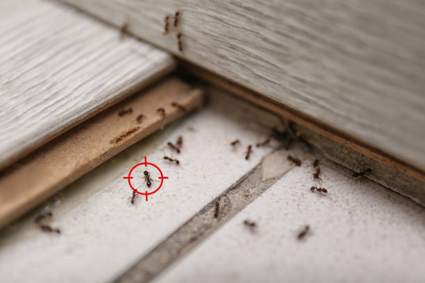 Best Pest Removal Services  in Kendall Park, NJ