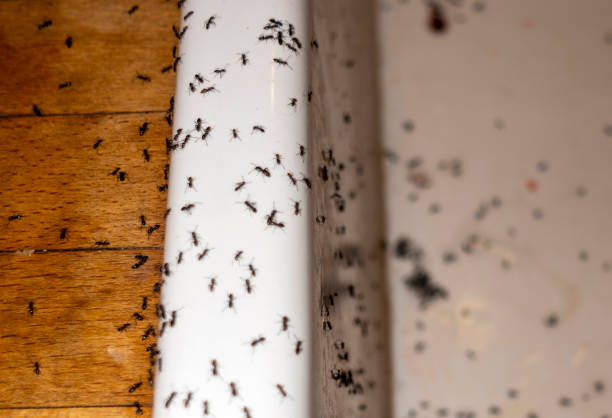 Best Exterminator Services  in Kendall Park, NJ